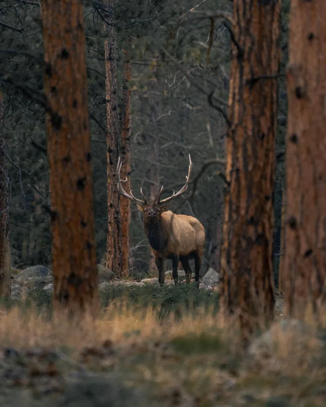 A bull elk standing between pine trunks